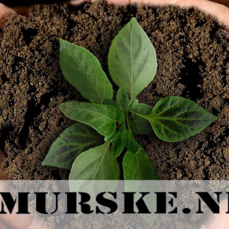 Nurmimulta