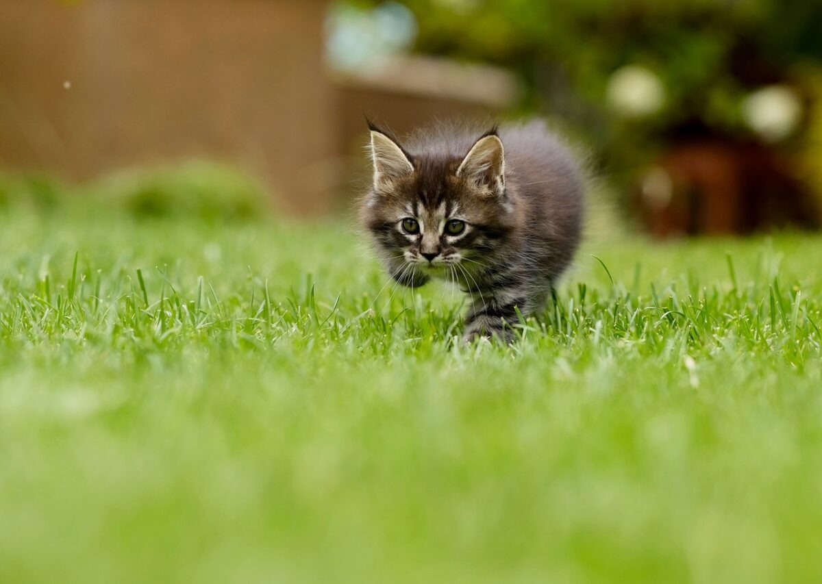 cat 4419763 1280