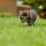 cat 4419763 1280