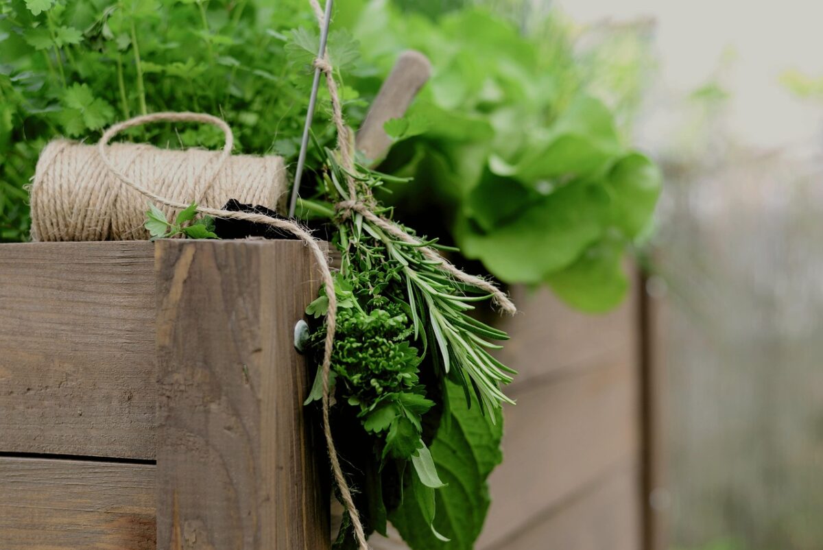 Pienen hyötypuutarhan rakentaminen – Näin onnistut! 🌿🍅 1 herbs 6309795 1280
