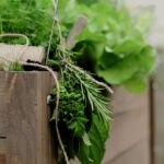 herbs 6309795 1280