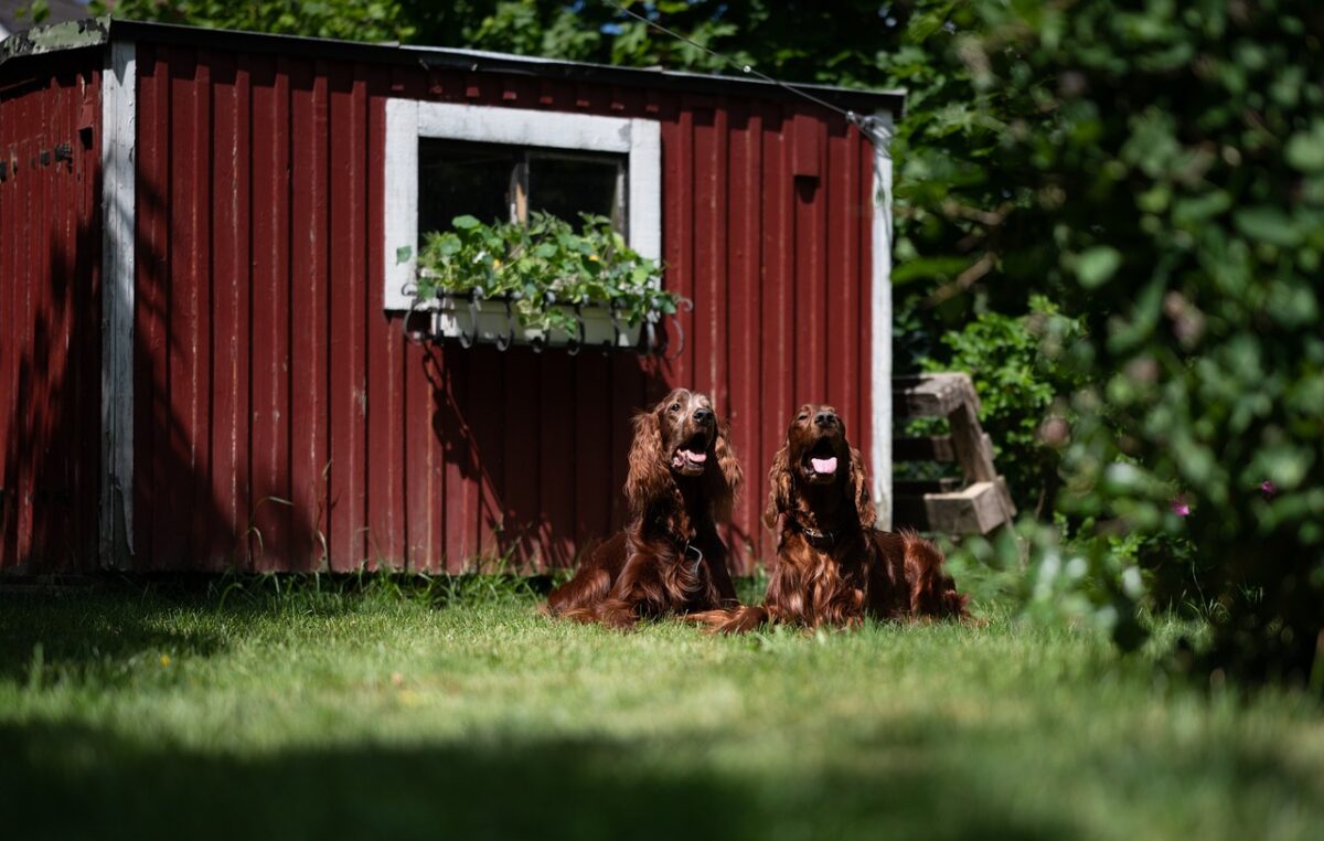 Pihavajan pohjatyöt – vankka perusta kestävälle rakennukselle 1 irish red setters 7073063 1280