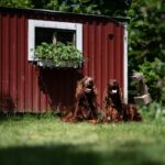 irish red setters 7073063 1280