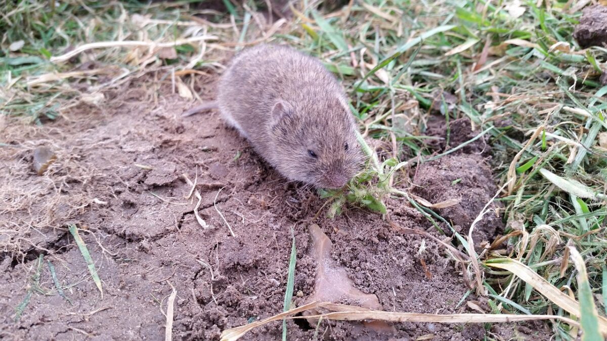 vole 688254 1280