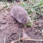 vole 688254 1280