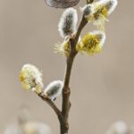 willow catkins 4949064 1280