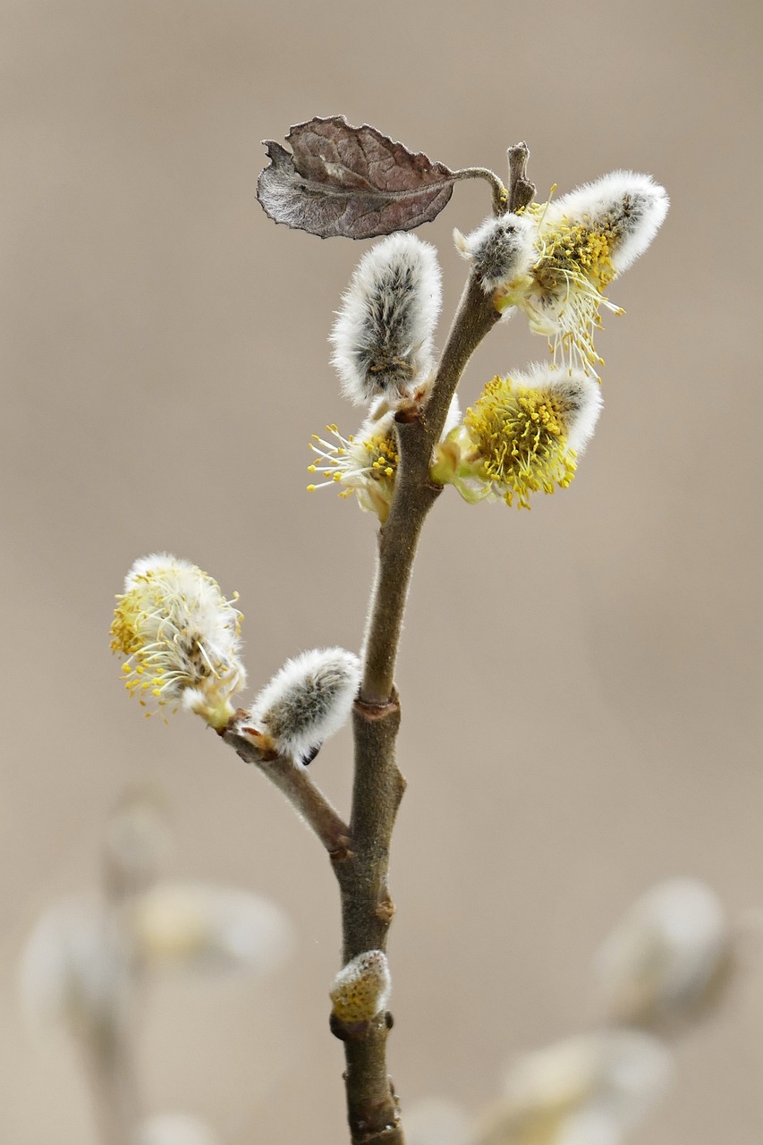willow catkins 4949064 1280